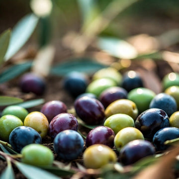 Frantoio, Moraiolo, Leccino: le cultivar toscane dell'Olio della Fata Morgana
