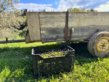 Come si fa l'olio extravergine: dal frantoio alla bottiglia